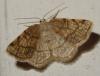 Stegania trimaculata